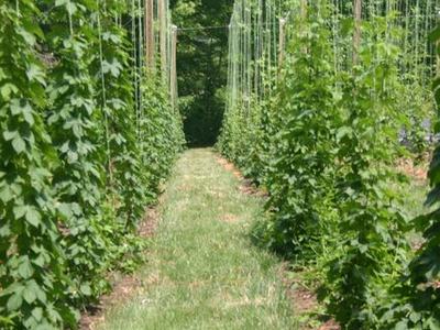 Rows of trellised climbing plants with a grassy center aisle