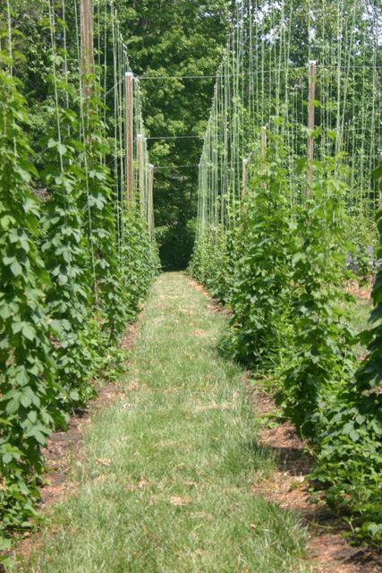 Rows of trellised climbing plants with a grassy center aisle