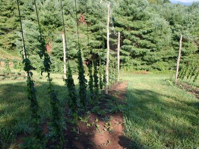 Rows of hop vines climbing vertical strings on trellises in a grassy field