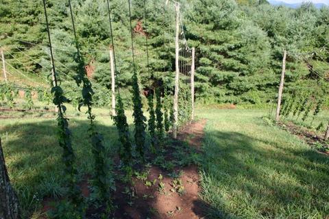 Rows of hop vines climbing vertical strings on trellises in a grassy field