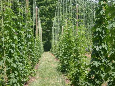 Rows of trellised climbing plants on vertical strings with a grass walkway