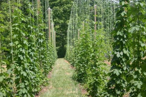 Rows of trellised climbing plants on vertical strings with a grass walkway
