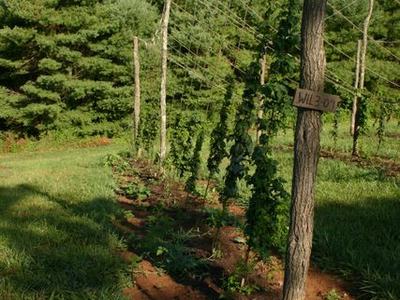 Hop vines climbing trellis poles in a field with a wooden post labeled WIL3-01