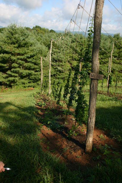 Hop vines climbing trellis poles in a field with a wooden post labeled WIL3-01
