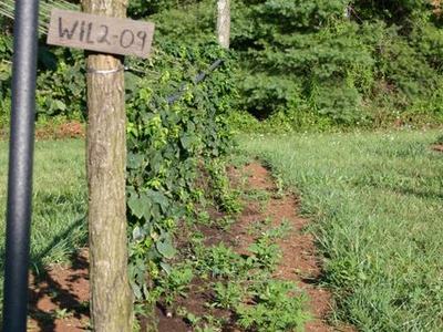 Wooden post with handwritten sign "WIL2-09" beside a cultivated garden row and trellis