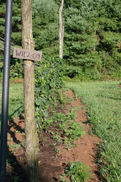 Wooden post with handwritten sign "WIL2-09" beside a cultivated garden row and trellis