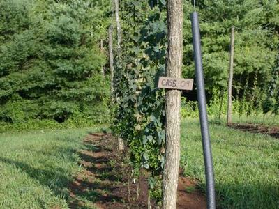Rows of hop vines climbing wooden poles; sign on pole reads "CAS6-07"