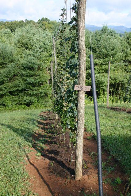 Rows of hop vines climbing wooden poles; sign on pole reads "CAS6-07"