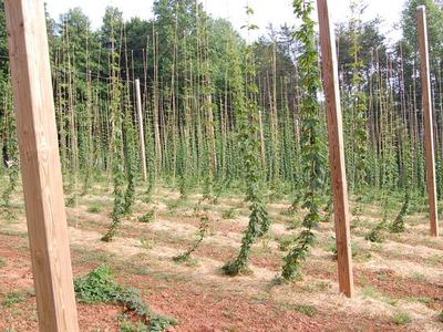 Rows of hops climbing strings on wooden poles in a field