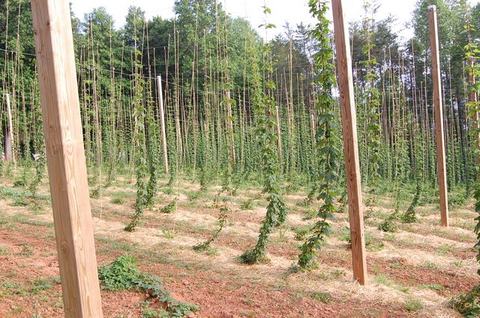 Rows of hops climbing strings on wooden poles in a field