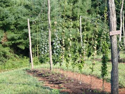 Rows of climbing hops on pole-and-wire trellis with sign "CAS4-09"