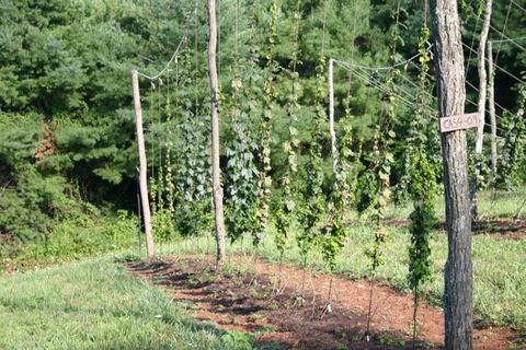 Rows of climbing hops on pole-and-wire trellis with sign "CAS4-09"