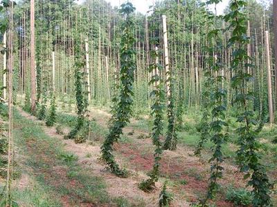Rows of hop vines climbing vertical strings between wooden poles in a field