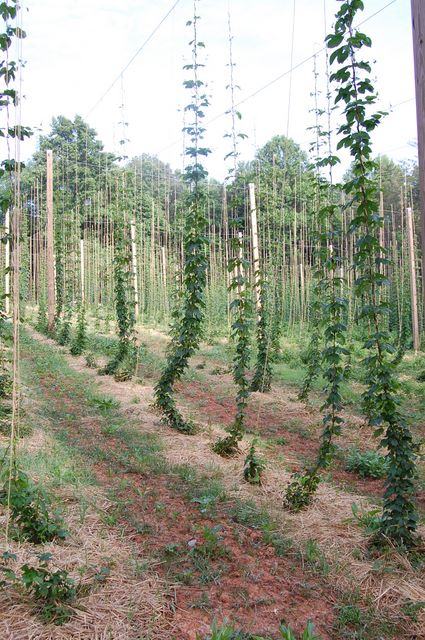 Rows of hop vines climbing vertical strings between wooden poles in a field
