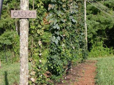 Climbing vines on trellis poles with sign "CAS3-09" and nearby power lines