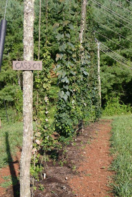 Climbing vines on trellis poles with sign "CAS3-09" and nearby power lines