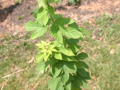 Young green stem with serrated leaves against grass and soil background