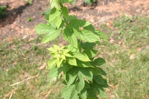 Young green stem with serrated leaves against grass and soil background