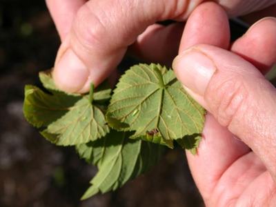 Hands holding small serrated green leaves