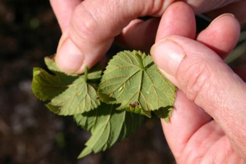 Hands holding small serrated green leaves
