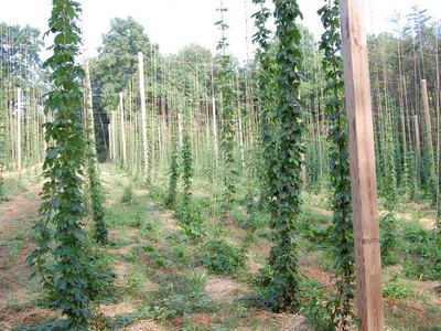 Hops plants climbing vertical strings on trellises across a field with wooden poles