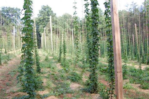 Hops plants climbing vertical strings on trellises across a field with wooden poles