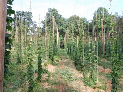 Rows of hop bines climbing vertical strings on trellis posts in a field