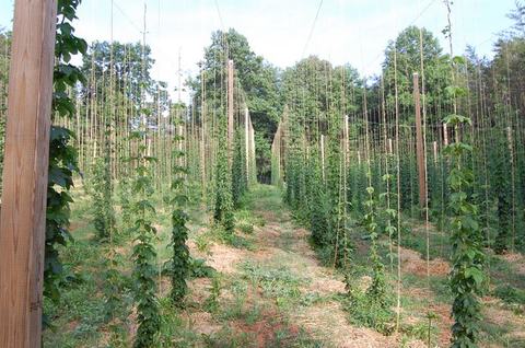 Rows of hop bines climbing vertical strings on trellis posts in a field