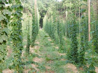 Rows of hop vines climbing tall trellis poles in a field