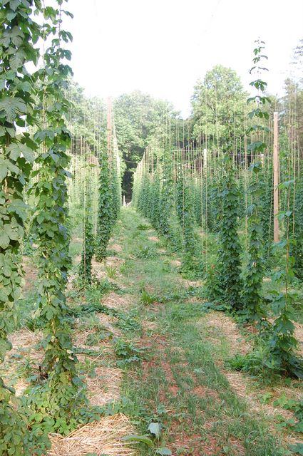 Rows of hop vines climbing tall trellis poles in a field