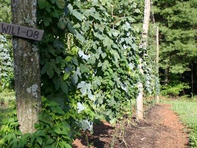 Climbing vines trained on vertical poles and strings; foreground post labeled "WILL-08"
