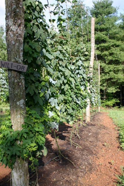Climbing vines trained on vertical poles and strings; foreground post labeled "WILL-08"