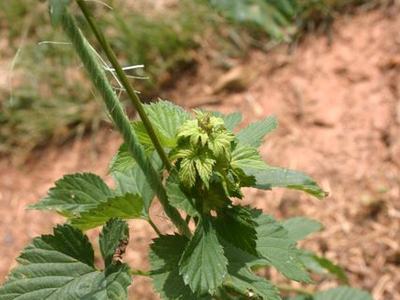 Hop vine with cluster of immature green hop cones and serrated leaves