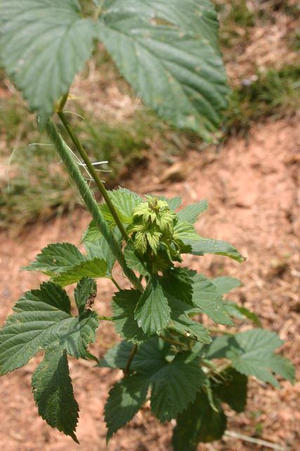 Hop vine with cluster of immature green hop cones and serrated leaves
