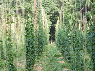 Rows of hop bines climbing vertical strings on trellises in a field