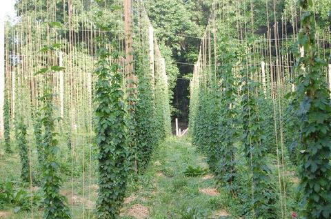 Rows of hop bines climbing vertical strings on trellises in a field