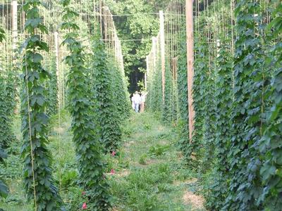 Two people walking between tall trellised hop vines in a field