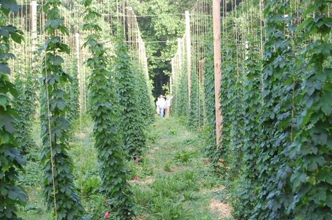 Two people walking between tall trellised hop vines in a field