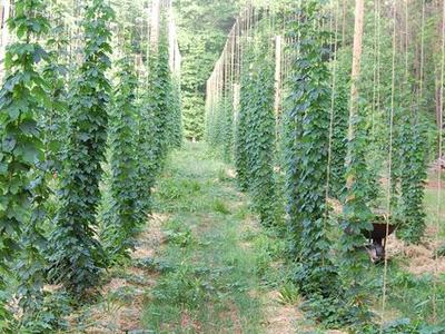 Rows of tall trellis poles with climbing hop vines along grassy paths