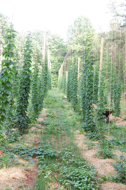 Rows of tall trellis poles with climbing hop vines along grassy paths