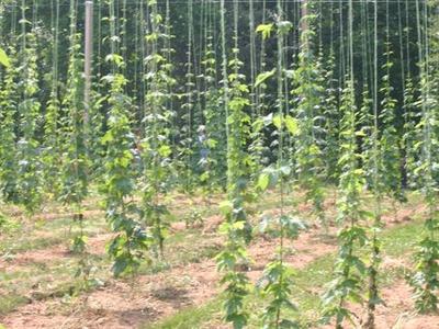 Young hops vines climbing vertical strings in a field
