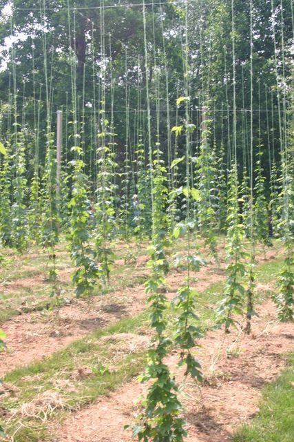 Young hops vines climbing vertical strings in a field