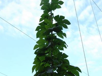 Tall climbing vine on vertical twine trellis reaching upward against a blue sky