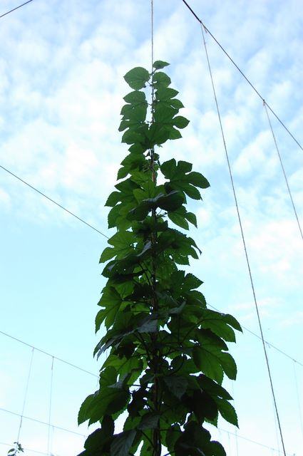 Tall climbing vine on vertical twine trellis reaching upward against a blue sky