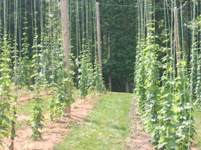 Rows of hop plants trained on tall vertical strings with a grassy center path