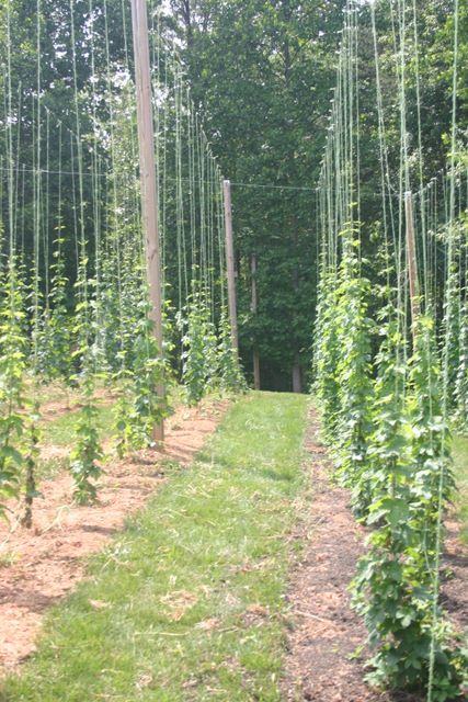 Rows of hop plants trained on tall vertical strings with a grassy center path