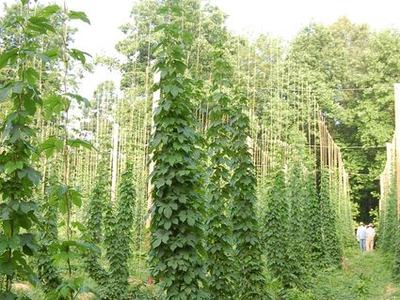 Tall hops bines trained on poles in a hop field, two people visible near trellis