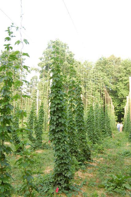 Tall hops bines trained on poles in a hop field, two people visible near trellis