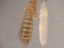tobacco thrips