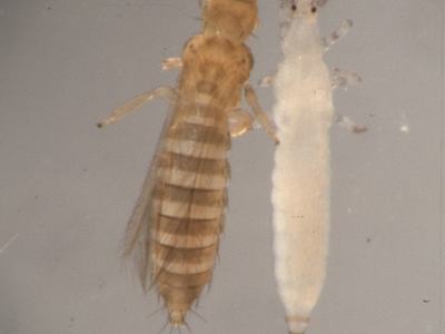 tobacco thrips